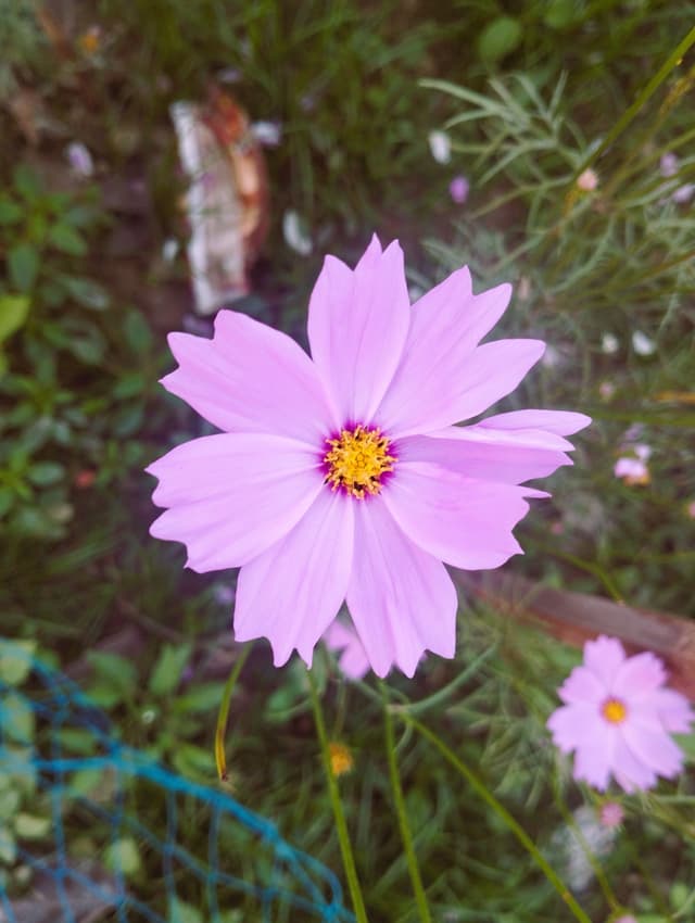 Free stock photo of flower
