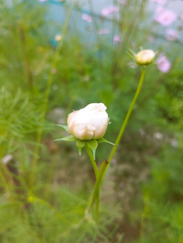 Free stock photo of flower