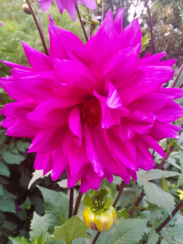 Free stock photo of flower